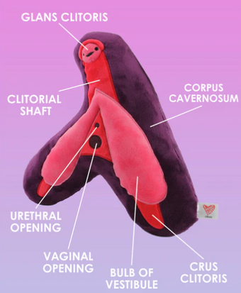 I Heart Guts pluche - Wetenschap biologie orgaan clitoris