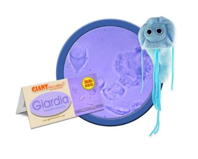 Giant Microbes Giardia